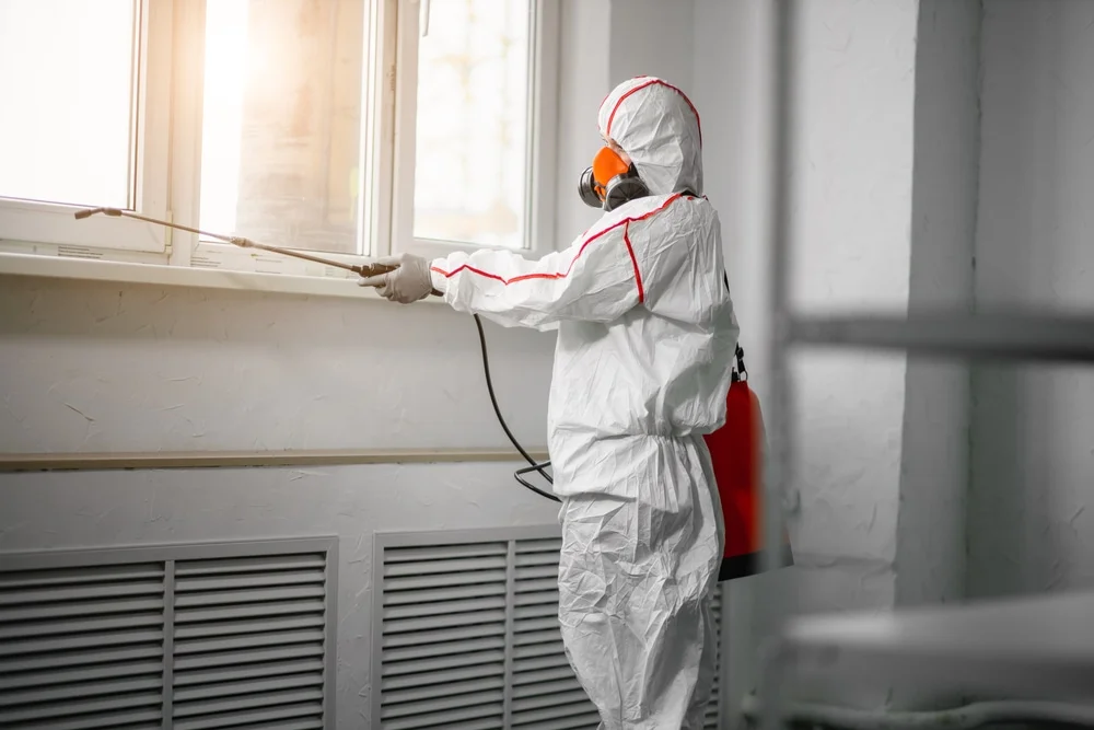 Professional mold remediation services in Dunedin, FL